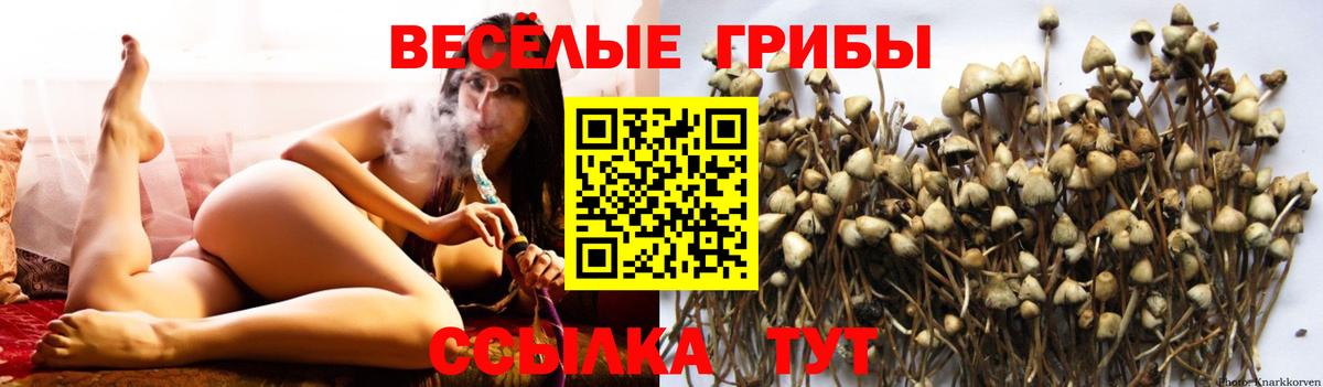 Галлюциногенные грибы Psilocybine cubensis  Вход с VPN  Новочебоксарск 